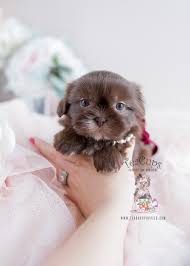 Hello we are angel diaz and frankie maldonado. Shih Tzu Puppies Miami Teacup Puppies Boutique