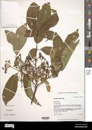 Image result for Rauvolfia vomitoria