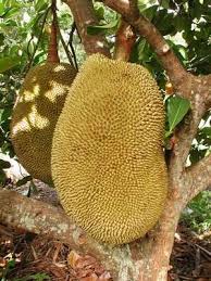 Pin On Garden