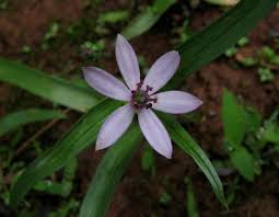 Image result for Iphigenia pauciflora