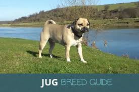A jug dog at home means a pet with a varied and versatile temperament. The Jug Pug And Jack Russell Cross Breed Guide Pooching Around