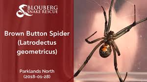 As to the ethnic groups there are 76 % black people, 14 % white people. Brown Button Spider Near Parklands 20180128 Youtube