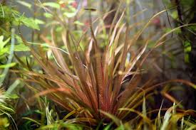 Image result for Blyxa