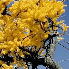 Check spelling or type a new query. Australian Christmas Plants Australian Plant Information
