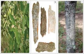 Image result for Pleurostylia capensis