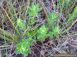 Image result for Wahlenbergia napiformis