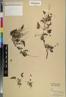 Image result for Monsonia senegalensis