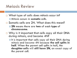 Maybe you would like to learn more about one of these? Meiosis Catalyst What Type Of Cells Does Mitosis Occur In Ppt Download