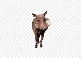Mereka telah menjadi spesies invasif di bagian dari kisaran yang diperkenalkan. Babi Hutan Umum Warthog Kamus Longman Bahasa Inggris Kontemporer Gambar Png