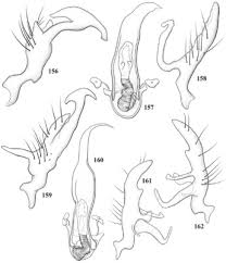 Image result for Ecbolium hastatum