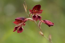 Image result for Gladiolus unguiculatus