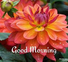 Good Morning Morning Flowers Flowers Flowers Nature