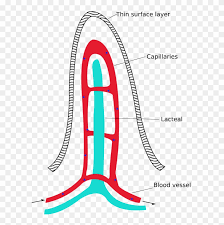 Labeled diagram of the human kidney. Intestinal Villus Simplified Labeled Diagram Of A Villus Free Transparent Png Clipart Images Download