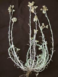 Image result for Pseudognaphalium luteo-album