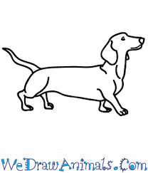 Drawing realistic eyes starts with understanding the structure of the dog's eyes and then breaking it down into simple shapes. How To Draw A Realistic Wiener Dog