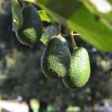 Mafiöse konzerne und gierige politiker haben die fäden in den händen. Avocado Drogenkartelle Haben Grunes Gold Entdeckt Panorama