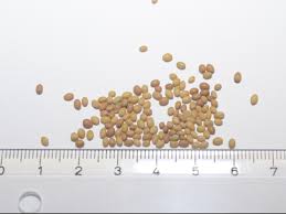 Image result for Trifolium squarrosum