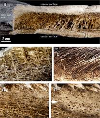 Understanding the life cycle of an organism is the key to understanding how sexual reproduction ensures the inheritance of traits from both parents and also. A Study Of Fractured Proboscidean Bones In Recent And Fossil Assemblages Springerlink
