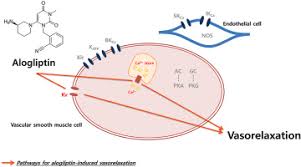 Image result for Alogliptin