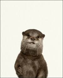 The otter nursery, ottershaw, ottershaw. Baby Woodland Otter Nursery Wall Decor Farm Baby Animal Art Print Walmart Com Walmart Com