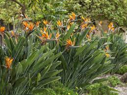 How To Prune A Bird Of Paradise Plant Strelitzia Plantopedia Floweringplant Flowers Floweringplants Flower Birds Of Paradise Plant Paradise Plant Plants