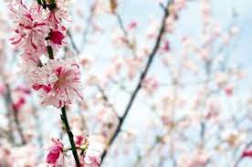 Peppermint flowering peach tree care. Peppermint Flowering Peach Peach Trees Flowering Willis Orchard Company Peach Trees Trees To Plant Shade Perennials