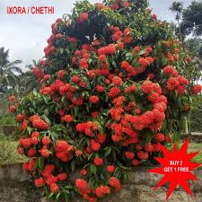 Image result for Ixora seretii
