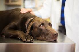 At first, you might hear your dog softly cough and assume that he's just under the weather. Heartworm Recovery Lovetoknow