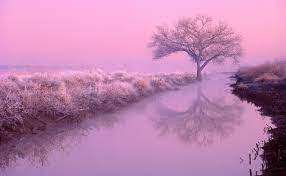 Pink Nature Hd Wallpapers Pink Nature Nature Wallpaper Pink Trees