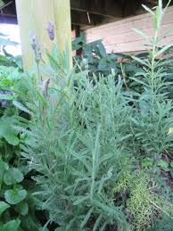 Image result for Lavandula dentata