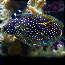 Аквариум для буфера marina betta 3l blue. Marine Betta Grouper Fish Or Comet Fish Pete S Aquariums Fish