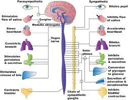Image result for Peripheral Nervous System