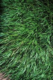 Image result for Hackelochloa granularis