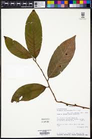 Image result for Bridelia atroviridis