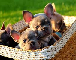 Adorable french bulldog puppies for sale, european line. Lusciousfrenchies High Quality French Bulldogs Portland Or Home