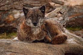 Wolf Wolf Photos Wolf Husky Wolf