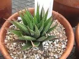 When aloe vera is applied daily, the skin becomes healtier & starts to look better. What Are Some Plants That Look Like Aloe Vera Quora