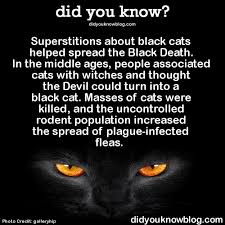 Pin On Cats Cats More Cats