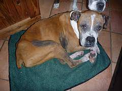 Boxer Has Black Armpits And Groin And Is Itchy And Smelly Ask A Vet