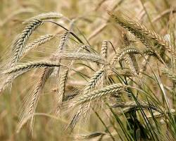 Image of Barley plant