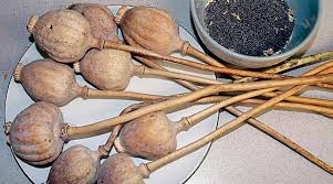 Click the answer to find similar crossword clues. Behind Madhya Pradesh Move To Buy Banned Poppy Husk The Farmer Constituency Of 2018 India News The Indian Express