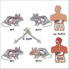 Cause of typhi salmonellosis (typhi fever, paratyphi a, b and c), salmonella enterica serotype typhi or paratyphi a, b and c include salmonella to the family of enterobacteriaceae. A Mouse Model Of Salmonella Typhi Infection Cell