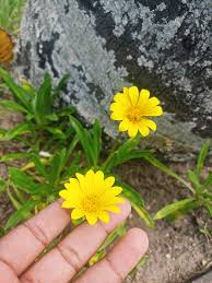 Image result for Gazania krebsiana