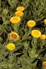 Image result for Helichrysum setosum