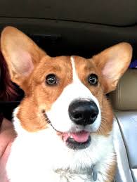 Kynzie (dam) is a sable and lucky (sire) is a red and white. Prime Bees Prime Bee Corgis