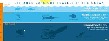 Marine Biology Science Fair Projects Light In Oceans Jpg 959 362 Ocean Ocean Depth Travel Light