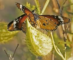 Find Milkweed Plants And Milkweed Seeds For Monarchs 25 Milkweed Milkweed Plant Milkweed Seeds