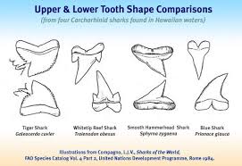 Like most sharks, when a tiger shark loses or breaks one of its teeth, it grows a. HawaiÊ»i Sharks Teeth Jaws