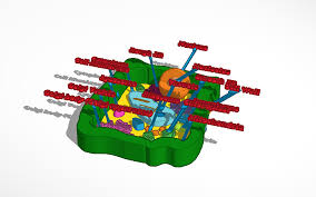 A great deal has been learned about cell communication. Cell Model Project Plant Cell Tinkercad