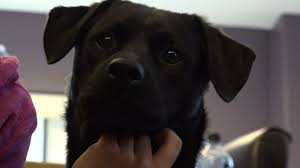 Check spelling or type a new query. The Pandemic Is Helping Lead Dogs To Their Forever Homes At Spca
